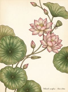 botanical twin lotus