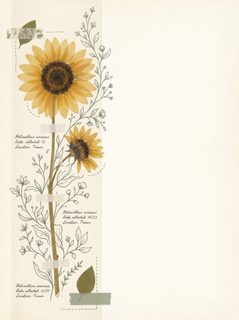 sunflower pressed flowers