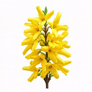 yellow forsythia branch