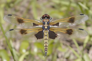 Brown Winged Dragonfly