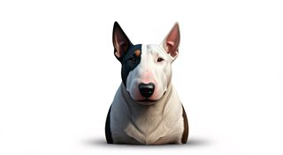 bull-terrier-portrait
