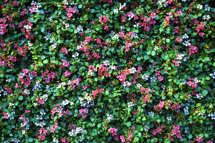 Bush of Pink and White Flowers