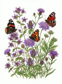 butterflies and wildflowers