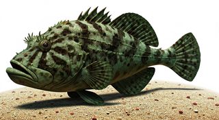 camouflaged rockfish illustration