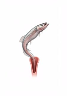 candiru fish illustration