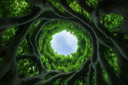 Canopy of Intertwined Branches