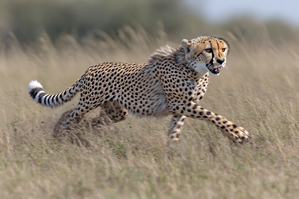 Cheetah In Full Stride