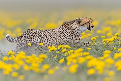 Cheetah Running Through Yellow Flowers