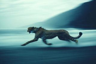 Cheetah Speed Blur