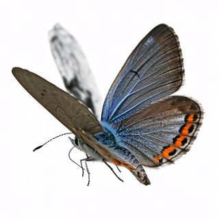 Blue Orange Butterfly