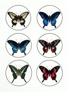 swallowtail butterfly set