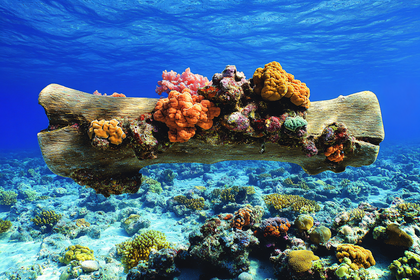 Coral-Covered Log Underwater