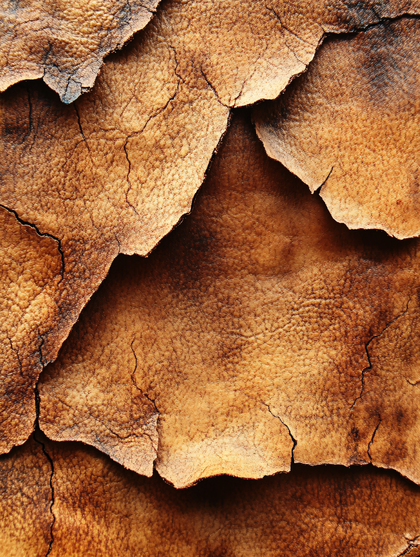 Cracked Leather Texture