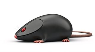 computer mouse rodent