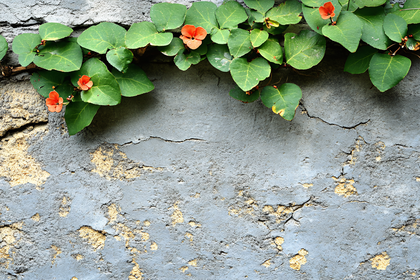 Creeping Fig and Orange Flowers on Textured Wall