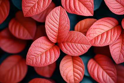 Crimson Leaves