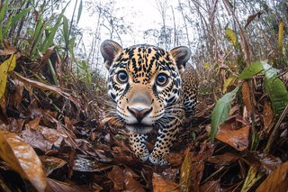 Curious Jaguar Cub Stares At Camera