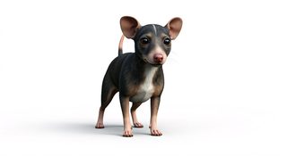 cute chihuahua puppy