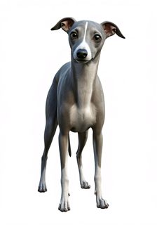 italian-greyhound-dog