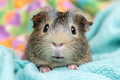 Cute Guinea Pig Portrait
