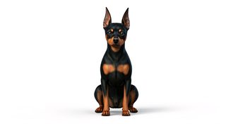 miniature-pinscher-sitting