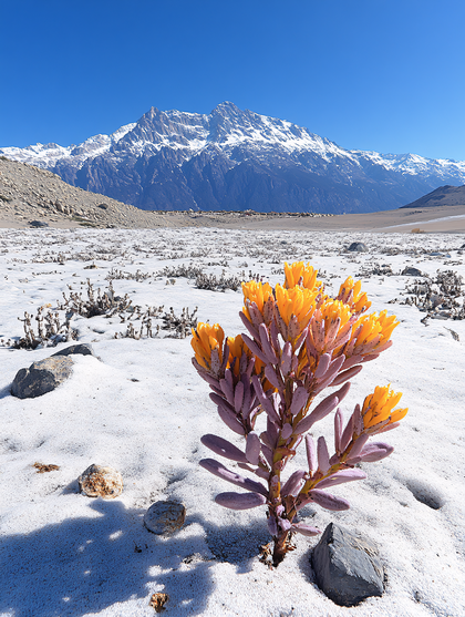 Desert Bloom In Winter Snow
