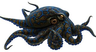 blue-ringed-octopus-creature
