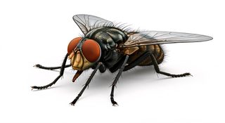 housefly close up