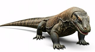 komodo dragon lizard