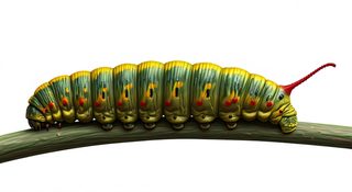 caterpillar on branch