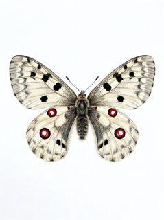 apollo butterfly illustration