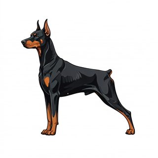 Doberman dog