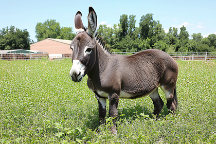 Donkey Standing In A Field