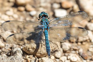 Dragonfly Close Up