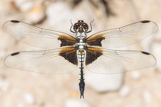 Dragonfly Close-Up