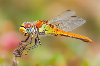 Dragonfly Close-up