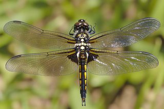 Dragonfly Close-Up