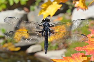 Dragonfly Macro