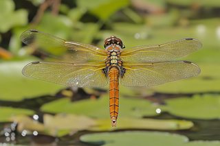 Dragonfly On Lily Pads