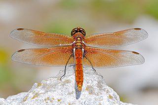 Dragonfly Perched On Stone