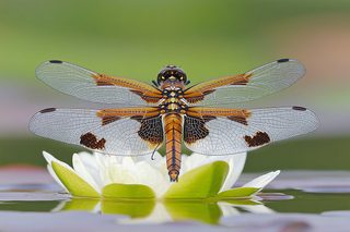 Dragonfly Resting On Water Lily