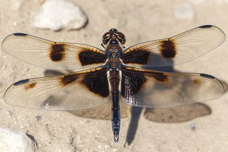 Dragonfly Wings Detail