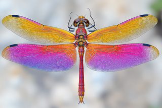 Dragonfly With Vibrant Wings