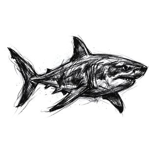 Shark sketch