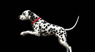 running dalmatian dog