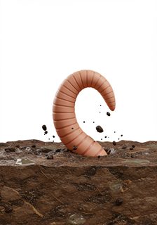 earthworm in soil