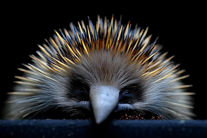 Echidna Close-Up