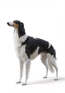 borzoi dog portrait