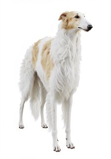 borzoi dog portrait