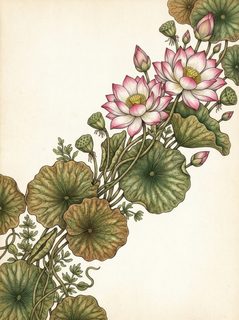 lotus flower botanical